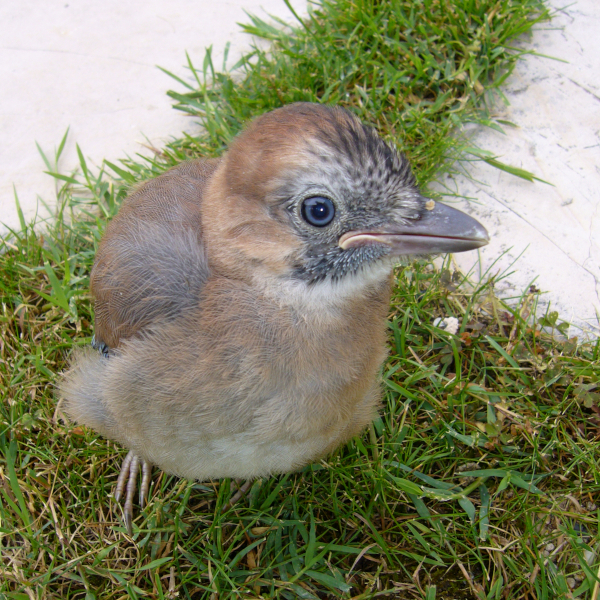 Geai des chênes (Garrulus glandarius) juvénile © Claudel Bayard